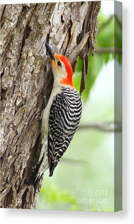  Canvas Print featuring the photograph Red-Belly Grubbin' by Robert Frederick