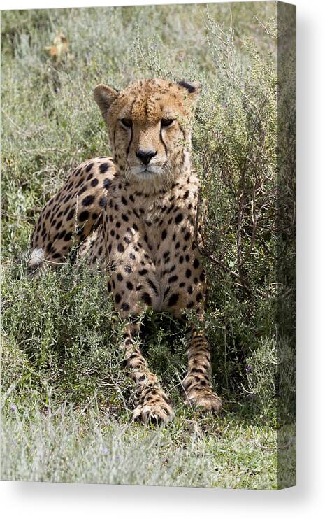 Cheetahs Canvas Print featuring the photograph Red Cheetah Portrait by Chris Scroggins