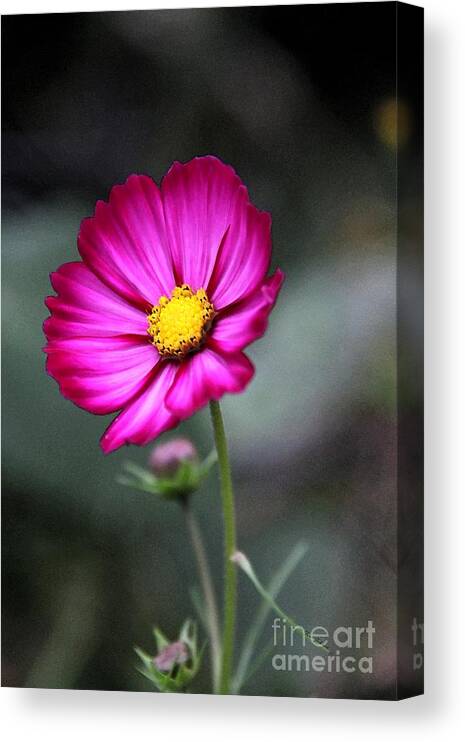 Cosmos Canvas Print featuring the photograph Red Cosmos Portrait by Yumi Johnson