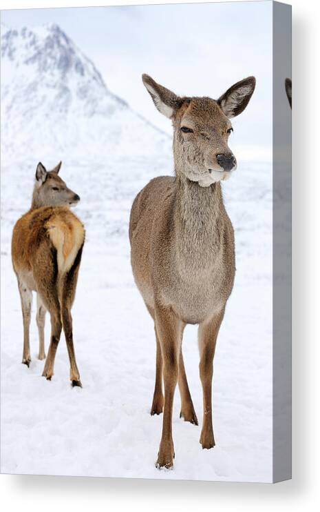 Deer Canvas Print featuring the photograph Red Deer in the snow by Grant Glendinning