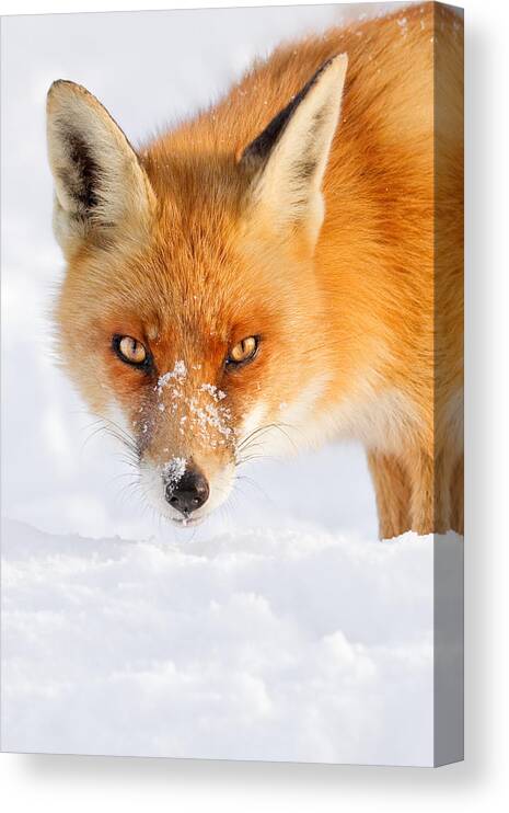 Fox Canvas Print featuring the photograph Red Fox in the Snow by Roeselien Raimond