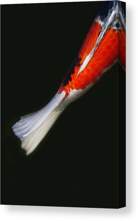 Koi Canvas Print featuring the photograph Red Koi Tail Down Vertical by Rebecca Cozart