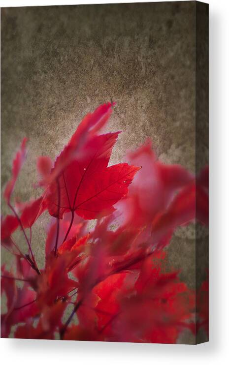 Artistic Fall Colors Canvas Print featuring the photograph Red Maple Dreams by Jeff Folger