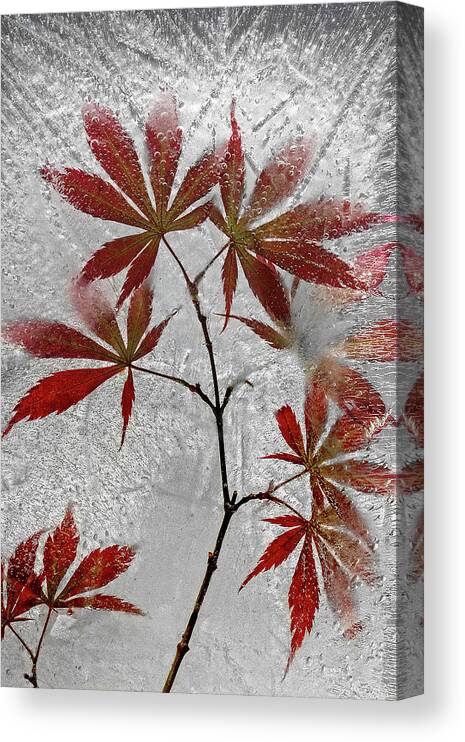 Leaves Canvas Print featuring the photograph Red Maple by Secundino Losada