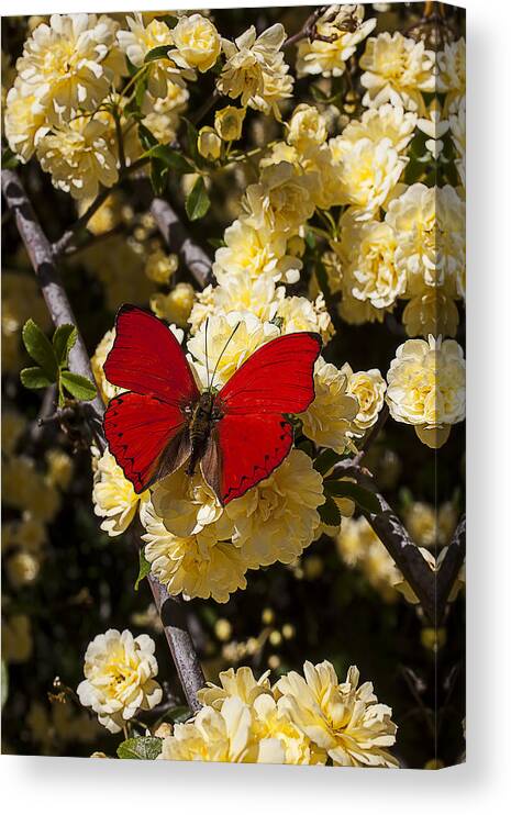 Red Canvas Print featuring the photograph Red on yellow pyracantha flowers by Garry Gay
