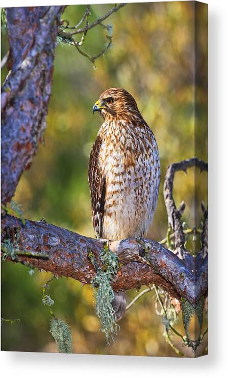 Red Shouldered Hawk Canvas Print featuring the photograph Red Shouldered Hawk by Beth Sargent