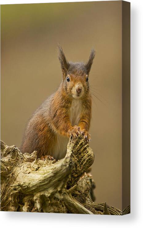 Uk Canvas Print featuring the photograph Red Squirrel by Paul Scoullar