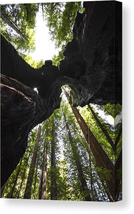 Trees Canvas Print featuring the photograph Redwood Trees and Trunk by Studio Janney