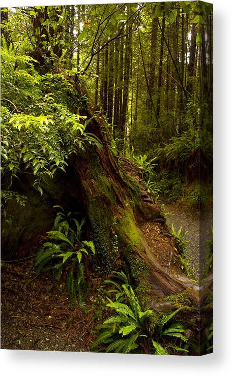 Redwoods Canvas Print featuring the photograph Redwoods by Janis Knight