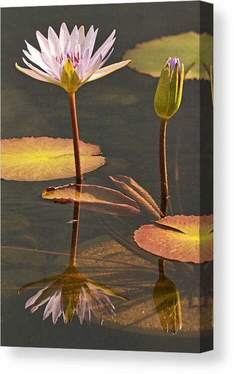 Water Lilies Canvas Print featuring the photograph Reflected Water Lilies by Theo OConnor