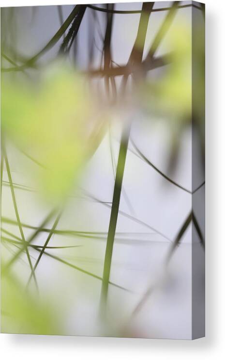Balance Canvas Print featuring the photograph Reflection of grasses in the surface of a lake - available for licensing by Ulrich Kunst And Bettina Scheidulin