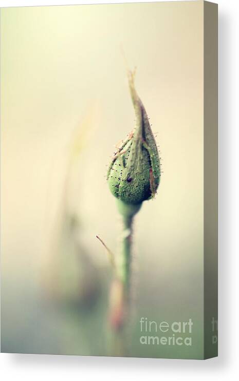 Rose Canvas Print featuring the photograph Remember by Trish Mistric