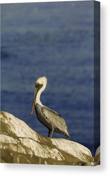 Dusk Canvas Print featuring the photograph Resting Pelican by Sebastian Musial