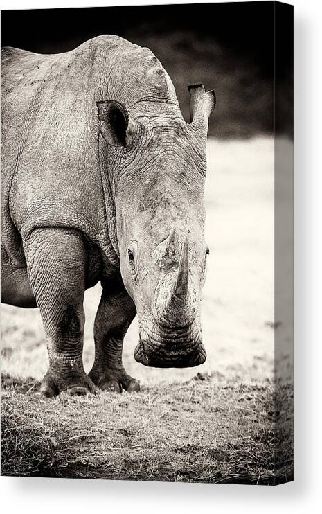 Africa Canvas Print featuring the photograph Rhino After The Rain by Mike Gaudaur