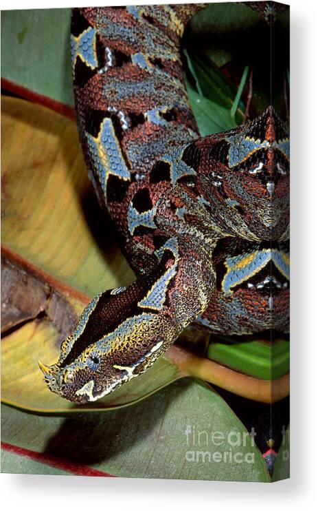 Rhino Viper Canvas Print featuring the photograph Rhino Viper by Gregory G. Dimijian, M.D.