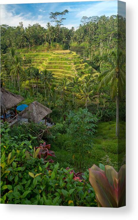 Travel Canvas Print featuring the photograph Rice Terraces - Bali by Matthew Onheiber