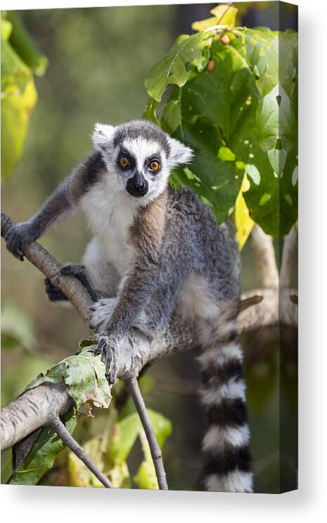 Feb0514 Canvas Print featuring the photograph Ring Tailed Lemur Ambalavao Madagascar by Konrad Wothe