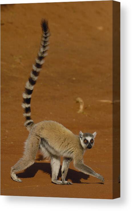 Feb0514 Canvas Print featuring the photograph Ring-tailed Lemur Walking Berenty by Pete Oxford