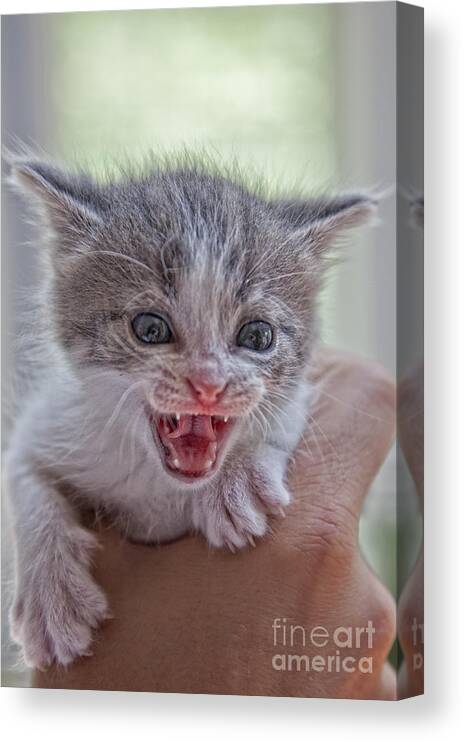 Feline Canvas Print featuring the photograph Roar by Timothy Hacker