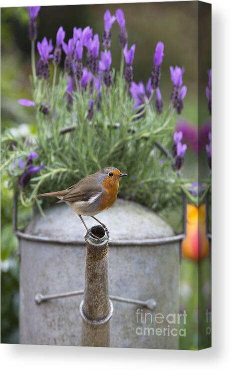 Robin Canvas Print featuring the photograph Robin by Tim Gainey