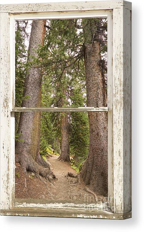 Forest Canvas Print featuring the photograph Rocky Mountain Forest Window View by James BO Insogna