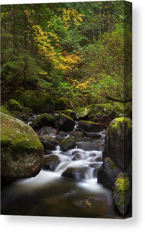 Acer Circinatum Canvas Print featuring the photograph Rolley Creek Fall Colours by Michael Russell