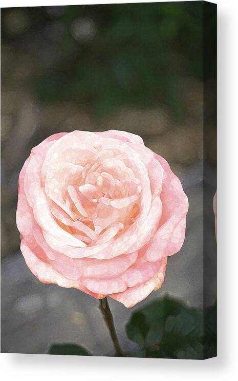 Floral Canvas Print featuring the photograph Rose 195 by Pamela Cooper