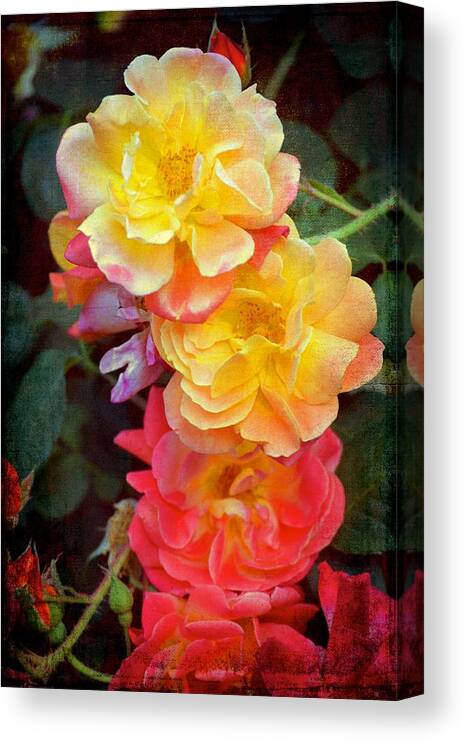 Floral Canvas Print featuring the photograph Rose 306 by Pamela Cooper
