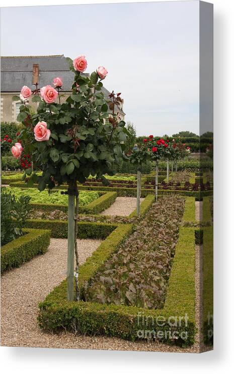 Roses Canvas Print featuring the photograph Roses And Salad - Chateau Villandry by Christiane Schulze Art And Photography
