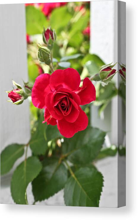 Red Rose Photographs Canvas Print featuring the photograph Roses Are Red by Joann Copeland-Paul