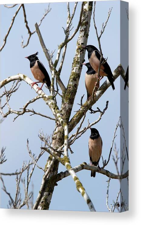 Animal Canvas Print featuring the photograph Rosy Starling (sturnus Roseus) by Photostock-israel