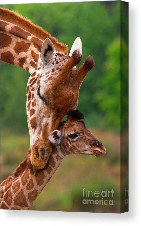 Africa Canvas Print featuring the photograph Rothschild Giraffe with calf by Nick Biemans
