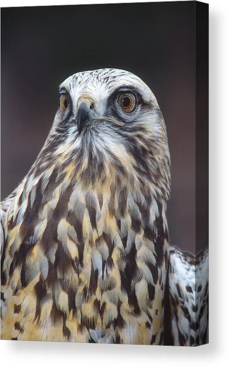 Feb0514 Canvas Print featuring the photograph Rough-legged Hawk In Light Phase Vermont by Tom Vezo