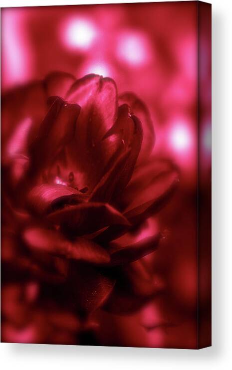 Ruby Canvas Print featuring the photograph Ruby Red Dahlia with Bokeh by Femina Photo Art By Maggie