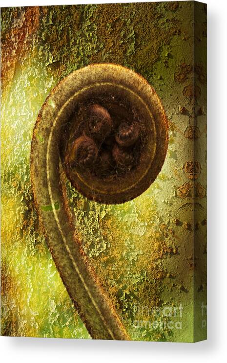 Plant Canvas Print featuring the photograph Rust and Fern by Heiko Koehrer-Wagner