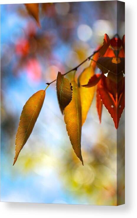 Nature Canvas Print featuring the photograph Rustling Leaves by Tracy Male