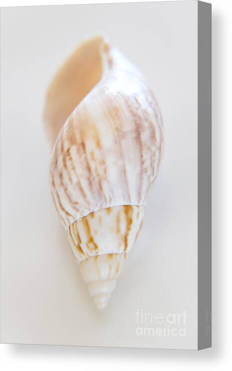 Sea Canvas Print featuring the photograph Rusty Dove Shell by Julia Hiebaum