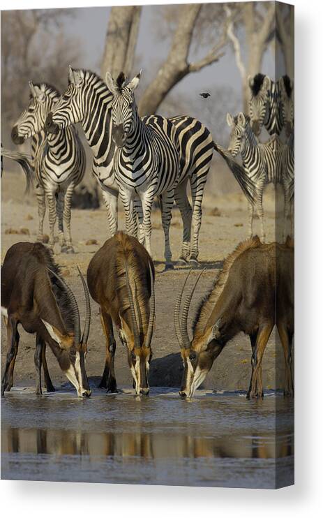 Feb0514 Canvas Print featuring the photograph Sable Antelope At Waterhole Africa by Pete Oxford