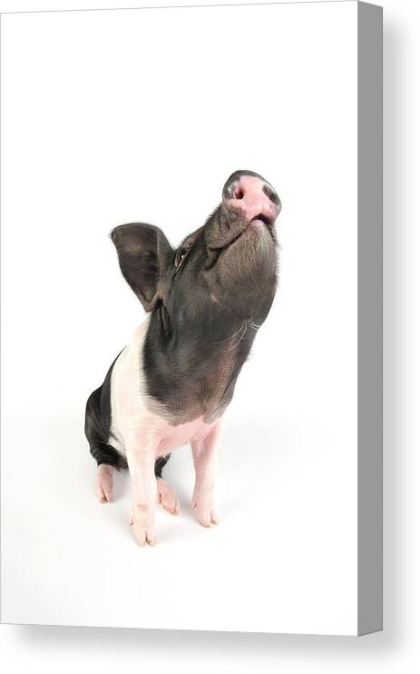 Pig Canvas Print featuring the photograph Saddleback Piglet by John Daniels