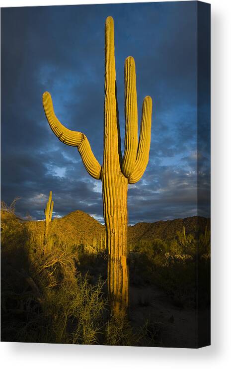 Feb0514 Canvas Print featuring the photograph Saguaro Cactus Arizona by Tom Vezo