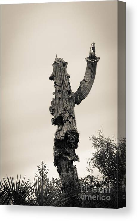 Saguaro Canvas Print featuring the photograph Saguaro Salute by Tamara Becker