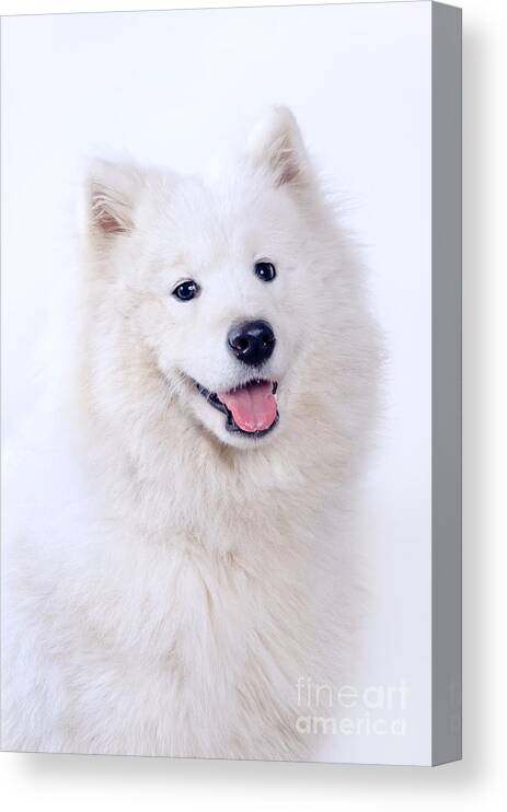 Animal Canvas Print featuring the photograph Samoyed dog portrait by Viktor Pravdica