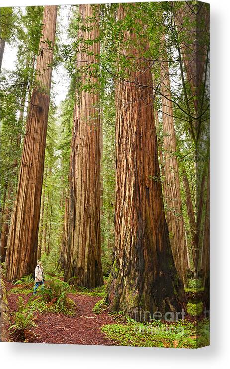 1964 CALIFORNIA LANDSCAPE GIANT REDWOOD TREE 8 X 10 PHOTO  #5 