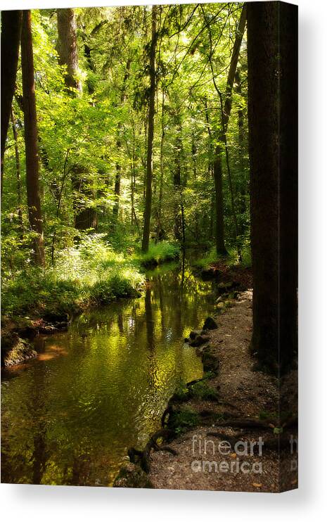 Photography Canvas Print featuring the photograph Scent of spring by Ivy Ho