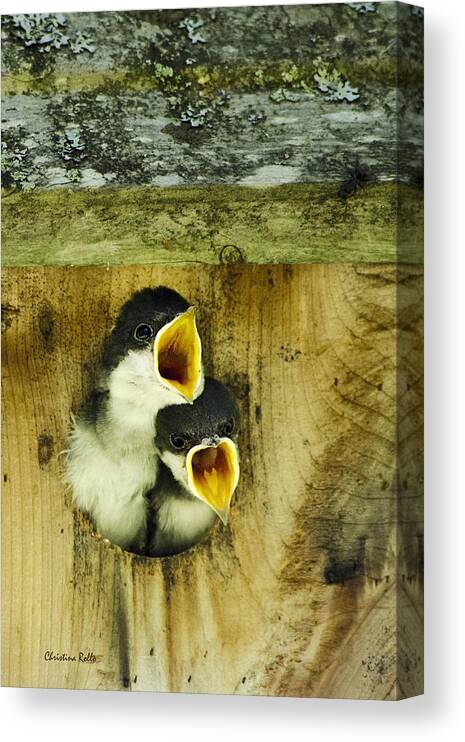 Bird Canvas Print featuring the photograph Baby Birds Screaming Hungry by Christina Rollo