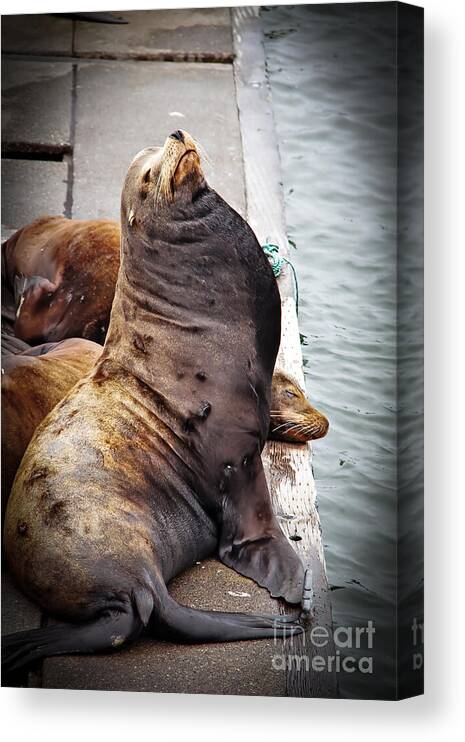 West Coast Canvas Print featuring the photograph Sea Lion by Robert Bales