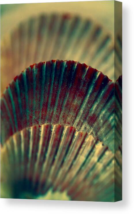 Sea Shells Canvas Print featuring the photograph Sea Shell Art 2 by Bonnie Bruno
