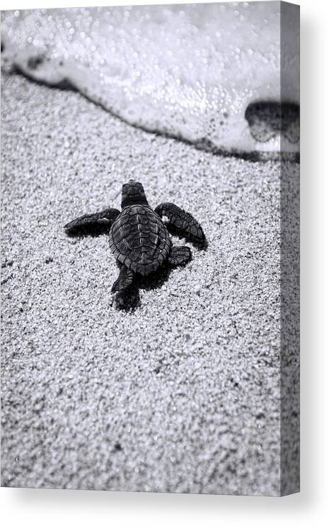 #faatoppicks Canvas Print featuring the photograph Sea Turtle by Sebastian Musial
