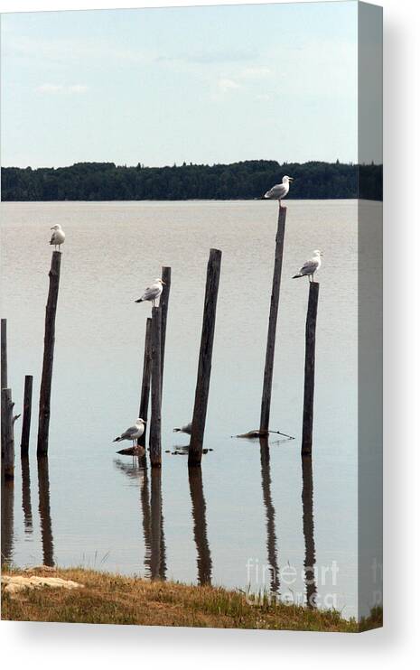 Nature Canvas Print featuring the photograph Seagull Sticks by Mary Mikawoz