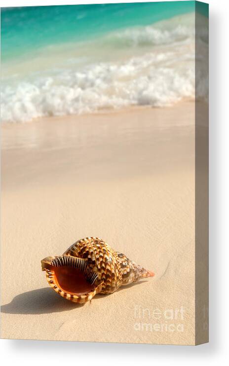 Seashell Canvas Print featuring the photograph Seashell and ocean wave 4 by Elena Elisseeva